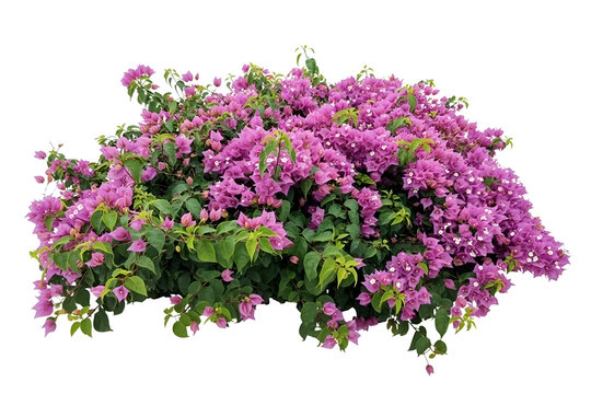 Buisson de plantes et fleurs, isol&eacute; sur fond blanc, plantes pour int&eacute;gration graphique arri&egrave;re plan d&eacute;coup&eacute;,