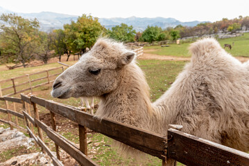 Camel in spacious paddock at domestic mammal farm meadow grazing pasture outdoor