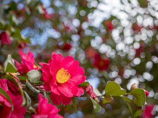 冬空に咲く紅の山茶花