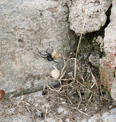 Black Widow spider with egg sacks on concrete building exterior