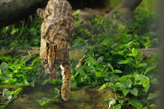 willd cat