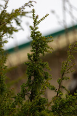 morning in the forest