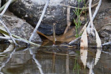 Egg-laying Moment: Yellow Female Dragonfly Dipping Tail into River