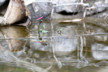 Red Male and Golden Female Dragonfly Pair Over Flowing Water