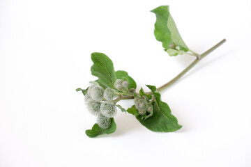 Burdock with inflorescences and leaves. A freshly cut twig on a white background.