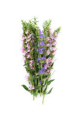 Twigs of blooming hyssop. Evergreen plant. Blue and pink flowers and green leaves on a white background.