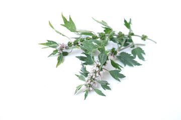 Leonurus cardiaca plant. Mother wort with pink flowers, green stems and leaves. Medicinal herb...