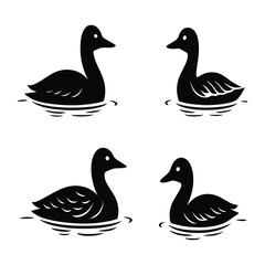 Four ducks are swimming peacefully in the water, isolated on white background these elegant birds create a serene scene, bringing a touch of nature and tranquility to any design