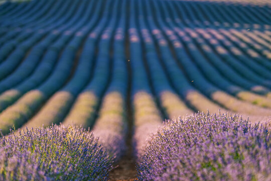 Lavender Fields in Brihuega, Spain - Summer Serenity