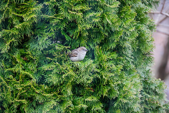 A house sparrow nestled in a dense cedar bush. - Powered by Adobe