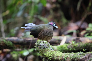 Sumatran ground cuckoo (Carpococcyx viridis) is a large, terrestrial species of cuckoo endemic to the forests of Sumatra in Indonesia.