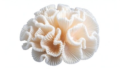 Close-up of a delicate, white coral with ruffled edges, set against a bright white backdrop