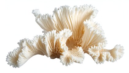 An intricate, cream-colored, ridged formation, possibly organic, on a stark white backdrop