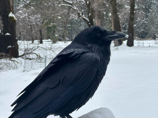 Close-up of a Black Raven or Crow Sitting on Snow in Winter Forest