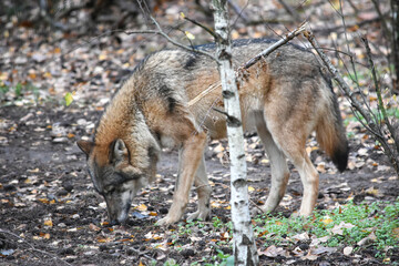 Big wolf in the forest between the trees