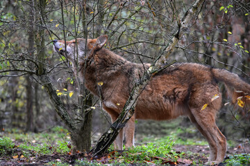 Big wolf in the forest between the trees