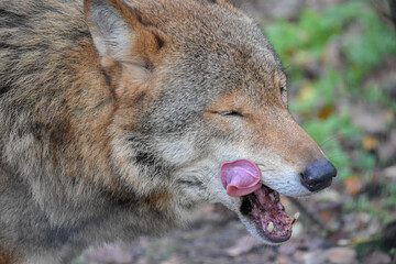 Portrait of a grey wolf licking its mouth