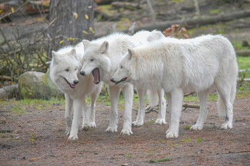 three white arctic wolves in the forest
