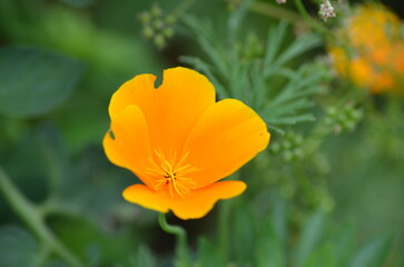 Fototapeta premium California poppy Eschscholzia californica. An easy-to-grow perennial plant in the poppy family with bright, colorful, large flowers reminiscent of butterflies. The orange flower has four petals.