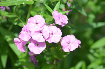 Small pink flowers of phlox. Deep pink open flowers bloom among the green leaves. They have five wide, rounded petals and a flat, hollow core.