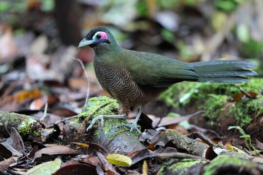Sumatran ground cuckoo (Carpococcyx viridis) is a large, terrestrial species of cuckoo endemic to the forests of Sumatra in Indonesia.