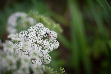 Macrophotograph of a fly sitting on an inflorescence of small white wildflowers, with a soft blurred green background.