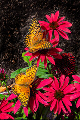 Orange butterflies, pink flowers