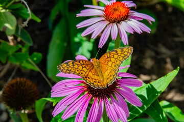 Monarch on flowers