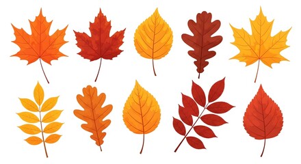 Fototapeta premium A vibrant collection of colorful autumn leaves from various trees. Set of isolated fall foliage illustrations with red, orange, and yellow hues