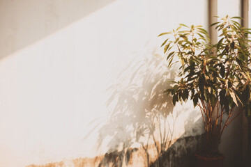 Sunlight casts warm glow on white wall with potted indoor plant, creating soft shadows and peaceful, minimalist atmosphere in morning