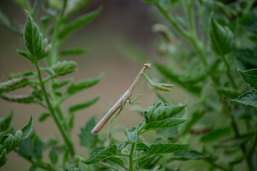 Praying Mantis
