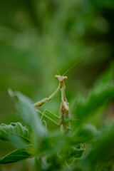 Praying Mantis