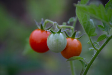 Cherry Tomatoes growing