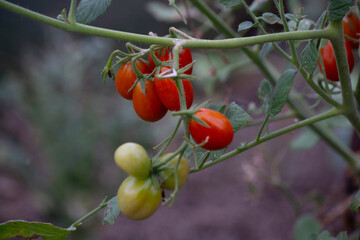 tomatoes on the vine