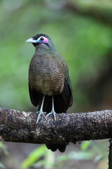 Sumatran ground cuckoo (Carpococcyx viridis) is a large, terrestrial species of cuckoo endemic to the forests of Sumatra in Indonesia.