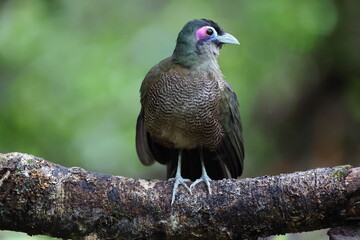 Sumatran ground cuckoo (Carpococcyx viridis) is a large, terrestrial species of cuckoo endemic to the forests of Sumatra in Indonesia.