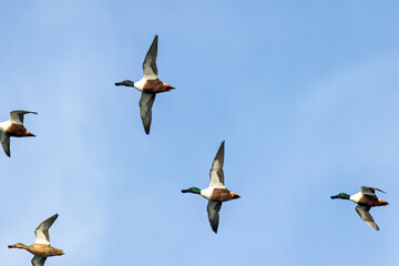 Adult Northern Shoveler (Spatula clypeata) - Common in Wetlands and Marshes Bull Island Dublin