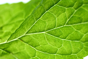 Macro texture of mint leaf. Mint leaves are a fragrant herb with culinary, medicinal, and skincare uses © taffpixture