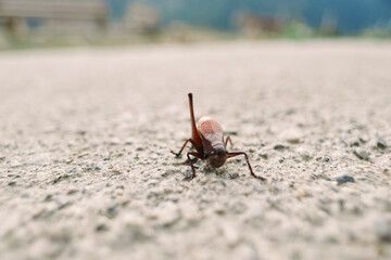 Grasshopper insect closeup antenna ground brown macro texture and detail of a small walking arthropod on concrete surface outdoors, natural portrait with shallow depth and blurred background