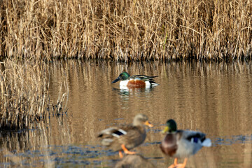 Adult Northern Shoveler (Spatula clypeata) - Common in Wetlands and Marshes Bull Island Dublin