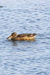 Juvenile Northern Shoveler (Spatula clypeata) - Common in Wetlands and Marshes Bull Island Dublin