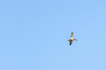 Adult Northern Shoveler (Spatula clypeata) - Common in Wetlands and Marshes Bull Island Dublin