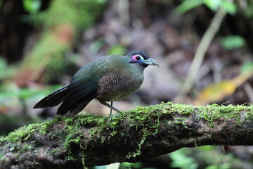 Sumatran ground cuckoo (Carpococcyx viridis) is a large, terrestrial species of cuckoo endemic to the forests of Sumatra in Indonesia.