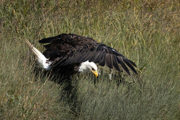 Eagle on a grass hillside about to take off