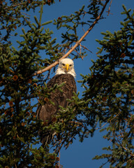 Adult bald eagle looking down at the camera
