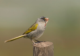 Verdon, ave comiendo una rana