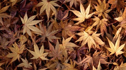 shrubbery. Autumn leaves arranged in a garden, showcasing seasonal patterns from a ground perspective with soft natural light. representing seasonal cycles and harvest abundance.