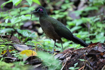 Sumatran ground cuckoo (Carpococcyx viridis) is a large, terrestrial species of cuckoo endemic to the forests of Sumatra in Indonesia.