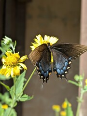 butterfly on flower