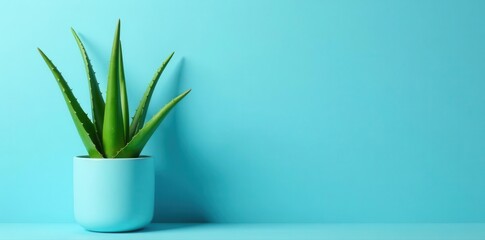 Single aloe vera plant, vibrant green against a serene blue wall , wallpaper, clean
